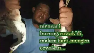 mencari burung ruwak"dimalam. hari,mengecewakan