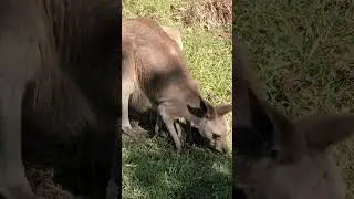 Mom kangaroo and protective babe