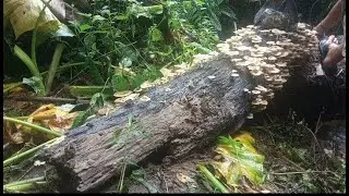 part2, DAPAT IKAN JAMUR (ZONK)