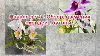 Начало лета ! Орхидеи в цвету . Обзор цветения орхидей , бутоны .