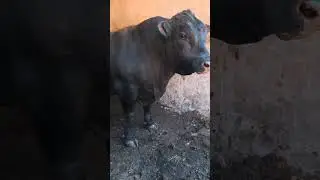 1500 KG BUQA