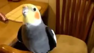 СМЕШНО ПОЕТ ПОПУГАЙ КОРЕЛЛА   RIDICULOUSLY KORELL'S PARROT SINGS