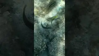 La donzella pavonina maschio 
