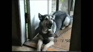 Отдых в Зелёном бору. 1996 год.