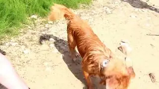 Собачка играет в мячик