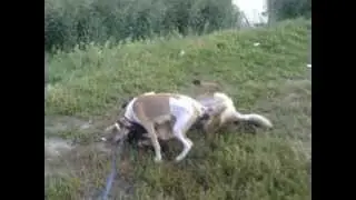 Эпическая битва двух лентяев