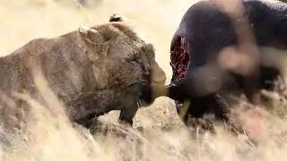Masai Mara Lions Eating Buffalo