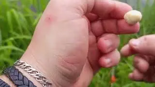 Ловля карася в июне.