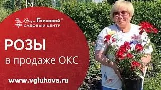 РОЗЫ (ОКС)