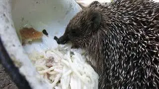 03.06.2023. Россия. Краснодарский край. Ёжик ворует макароны у кошек