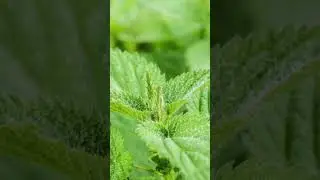 Descubre los increbles beneficios de la hortiga para tu piel #shorts