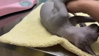 加拿大無毛貓 打三合一疫苗