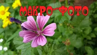 ~ Макро-фото 🏵️ мои фотографии ☘️ ~ 2019