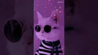 These Cats Are So Cool! Watch Them Do Amazing Tricks | tiktokcats
