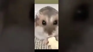 хомяк и стакан.