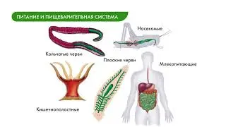 Биология 8 класс. Питание и пищеварительная система