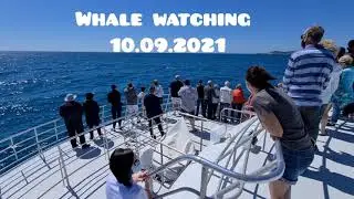 Whale watching Brisbane 2021