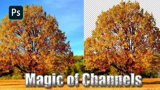 Remove Trees Background in Photoshop| Select Trees using Channels in Adobe Photoshop
