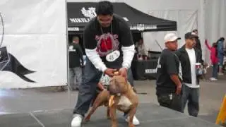REMYLINE SHOW/ DELMAR
