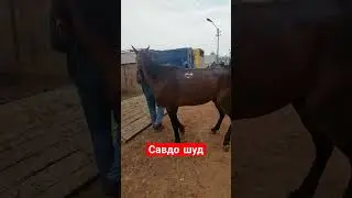 30 МАЙ 2024 г САВДО ШУД