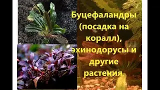 #Bucephalandra #Echinodorus Буцефаландры (посадка на коралл), эхинодорусы и другие растения.