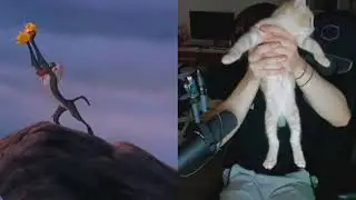 El gato de Aroyitt y Carola