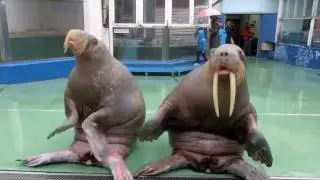 Танцующие моржи!