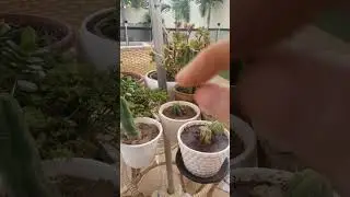 Como Enraizar Cactos Profissionalmente Cacto Grande ou Pequeno