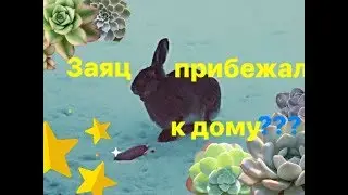 Лесной 🐇заяц прибежал к дому поесть морковку.