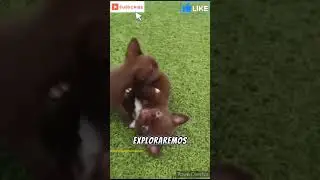 Los perros más pequeños #education #curiosidades #viral #animals #topcuriosity