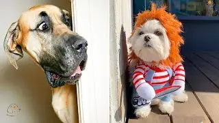 Funny cats and dogs video #7