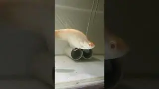 albino knife on the house! #albinoknifefish#knifefish#albino#rare#fish#like#awesome#cool#subscribe