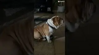 Chunk the English Bulldog has No Responsibility #bulldog #englishbulldog #dogs #cute #shorts