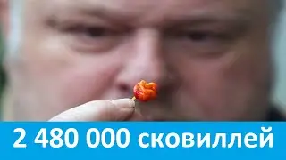 самый острый перец в мире. (и это НЕ ЧИЛИ!)