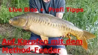 Professionelles Method-Feeder Angeln auf Karpfen mit Live Biss