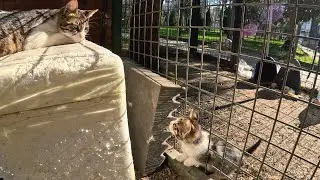 Small kitten challenges his mommy and loses