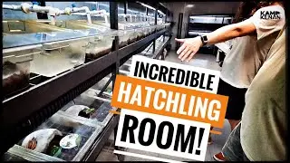 Endangered Baby Turtle Room!