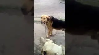 Аната и Рекс