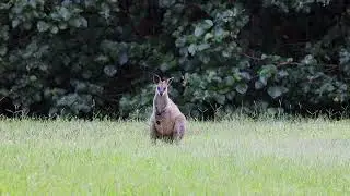 Wallaby from this mornings walk