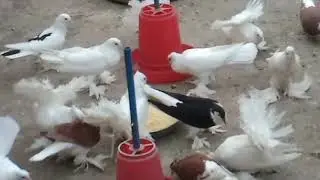 Pijun