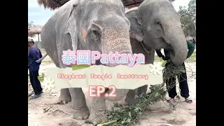 【泰國】EP.2 | 芭提雅🚞|聖誕節| Elephant Jungle Sanctuary | Terminal 21  | 2023 | 9 DAY🤘 | TRAVEL VLOG