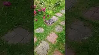 киса Даша