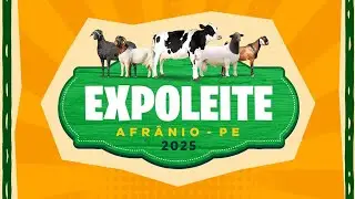 EXPOLEITE 2025 - Pista 1 - 3º Dia / 01 - Dorper & White Dorper