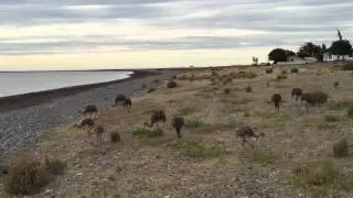 Rheas grazing outside our cottage