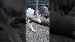 Pack Wolfdogs Eat Guts of Deer Part 2