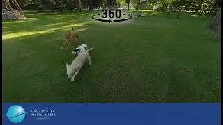 Crosswater Immersive Therapeutics - VR/360 : Dogs in the Backyard