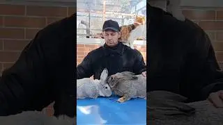 Крутые гибриды кроликов 