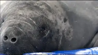 Georgia Aquarium provides rehabilitation space and care to two rescued manatees.
