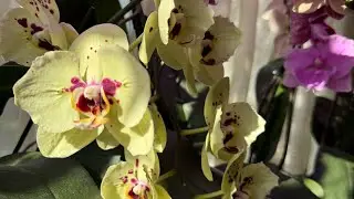 Как приятно находить СЮРПРИЗЫ на подоконниках 😲Три подоконника за один час 💁‍♀️