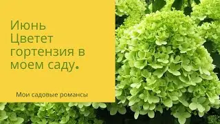 #Моисадовыеромансы
